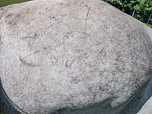 Scars on the side of an older mare of appaloosa breed