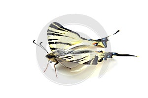 Scarse swallowtail (Iphiclides podalirius) isolated on white
