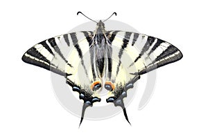 Scarse swallowtail (Iphiclides podalirius) isolated on white