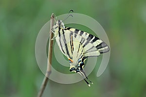 Scarse swallowtail (Iphiclides podalirius) sitting on dry grass