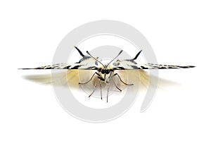 Scarse swallowtail (Iphiclides podalirius) on white