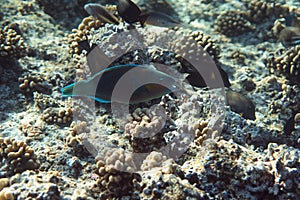 Scarus psittacus underwater in the ocean of egypt, underwater in the ocean of egypt, Scarus psittacus underwater photograph