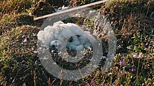 Scary babies of hobby falcon sleeping in the nest. diversification of Yamal peninsula nature.