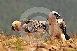 Scary bearded vulture birds in the valley on a sunny day