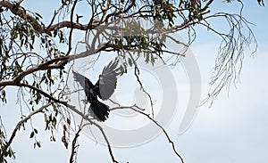 Scary big black Halloween bird landing with claws outstretched to grasp a branch of a gnarly wispy spooky tree