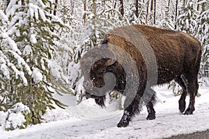 Bison Walking Along the Side of the Road