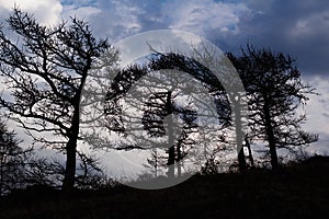 Scary black dry trees, shot in a dark key, scary silhouettes of trees