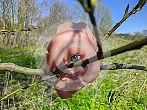 scary and broken doll face with one blue eye hanging on a tree branch