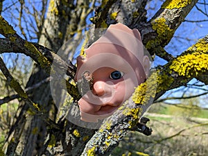 scary and broken doll face with one blue eye hanging on a tree branch