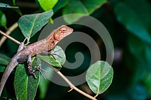 scary brown chameleon lizard