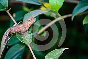 scary brown chameleon lizard