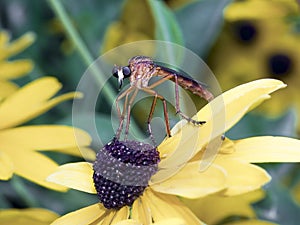 Scary Bug, Robber Fly on Rudebeckia