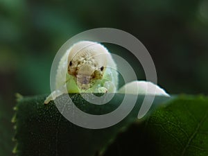 Scary caterpillar birch sawfly larva, Cimbex Femoratus