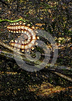 Scary Centipede on Dark Tree