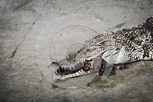 Scary crocodile is eating fresh meat in the farm. Crocodile farm