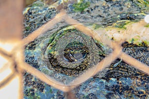 Scary crocodile eye while sleeping in the farm. Crocodile farming for breeding and raising of crocodilians in order to produce cr