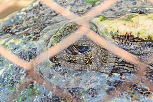 Scary crocodile eye while sleeping in the farm. Crocodile farming for breeding and raising of crocodilians in order to produce cr