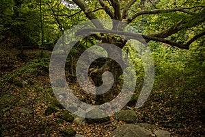 Scary curved tree in deep forest