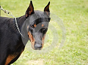 Scary doberman