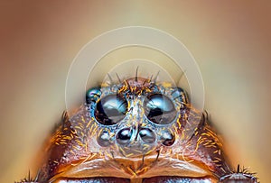 Scary eyes of Ground wolf spider, close up macro photo with empty space for text