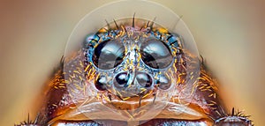 Scary eyes of Ground wolf spider, Trochosa terricola, close up macro photo