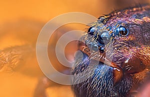 Scary eyes of Ground wolf spider, Trochosa terricola, close up macro photo