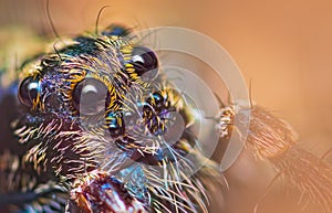 Scary eyes of Thin-legged Wolf Spider - Genus Pardosa, close up detailed focus stacked photo