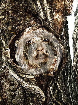 Scary face in tree