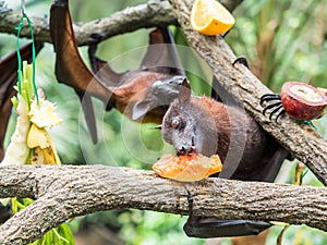 Scary flying fox on tree eating fruits