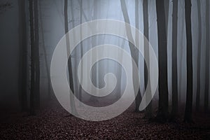 Scary fogy forest