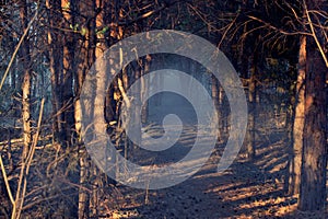 Scary forest landscape