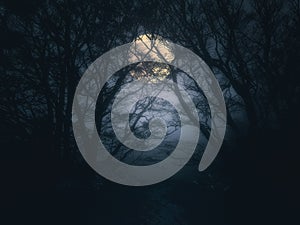 Scary forest at night with full moon photo