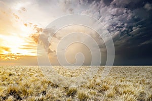 Scary grassland with overcast sky background