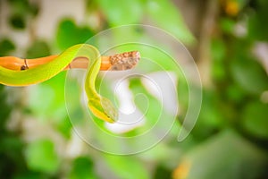 Scary green venomous pit viper is crawling on the branch. Green pit viper snake Trimeresurus also known as Asian palm pit vipers