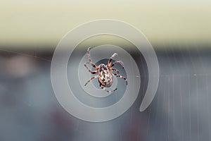 Scary hairy spider spinning its web