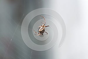 Scary hairy spider spinning its web