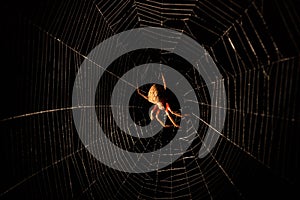 Scary hairy spider in web at night
