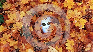 Scary Halloween mask between fall autumn leaves