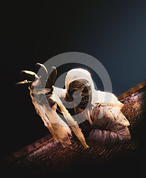 Scary halloween mummy on a dark background