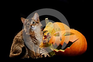 Scary halloween pumpkin and somali kitten