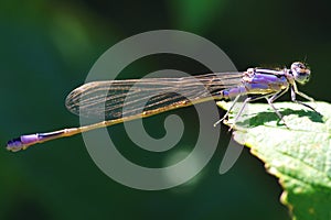 Scary yet harmless mayfly