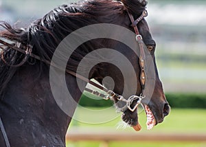 Scary Horse Profile