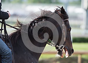 Scary Horse Profile with Jockey