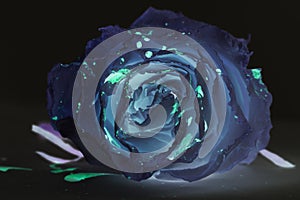 Scary image of daek rose