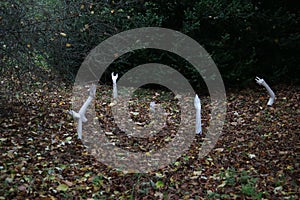 Scary installation, halloween decoration of hands coming out of autumn foliage in a deep forest