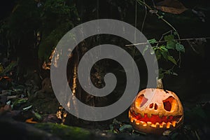 Scary Jack O Lantern, with an evil face in a mysterious forest with fern leaves near a fallen old tree