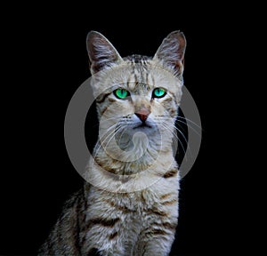Scary look of green eyed cat