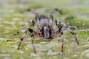 Scary looking black spider