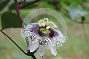 scary looking flowers photo