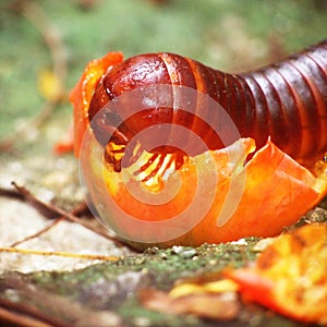A scary millipede